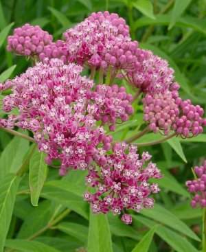 Asclepias incarnata (Swamp Milkweed)