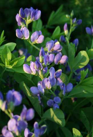 Lupinus perennis (Wild Lupine) a favorite of Northeast Pollinator Plants, please do not plant lupine hybrids, let's bring back the Blue Karner Butterfly!