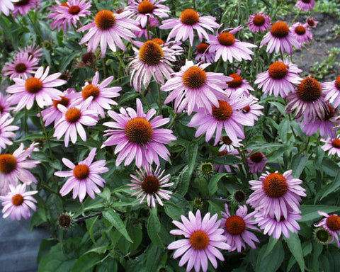 Echinacea purpurea (Purple Coneflower)