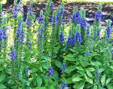 Baptisia australis (Wild Blue Indigo)