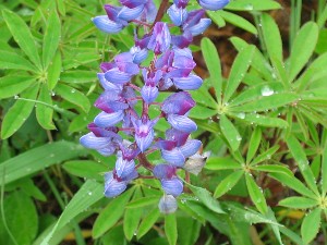 Lupinus perennis (Wild Lupine)