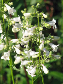 Penstemon digitalis (Beardtongue)