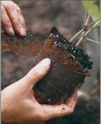 push down or peel off the very top edge of the pot to the level of the potting mix when planting Northeast Pollinator Plants