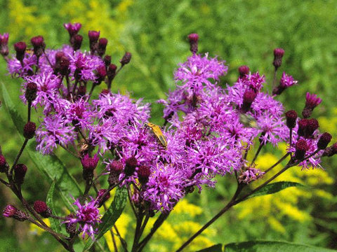 Vernonia noveboracensis (New York Ironweed)