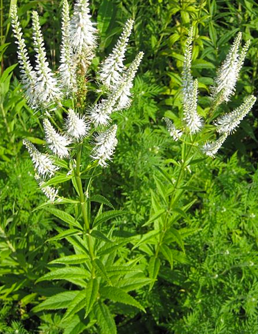 Veronicastrum virginicum (Culver's Root)