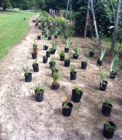 Laying Out Plants for a Pollinator Garden