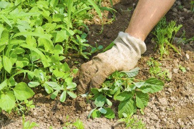 Manage your pollinator garden by weeding the first couple years.