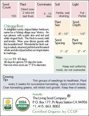 Organic Chioggia Beet - Beta vulgaris