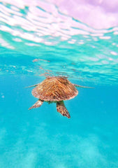 Tobago Cays, St Vincent and the Grenadines