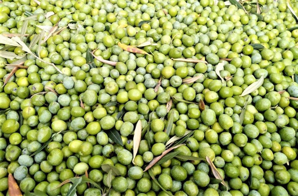 Giant pile of ripe green olives, including dark green leaves, covers entire photo.