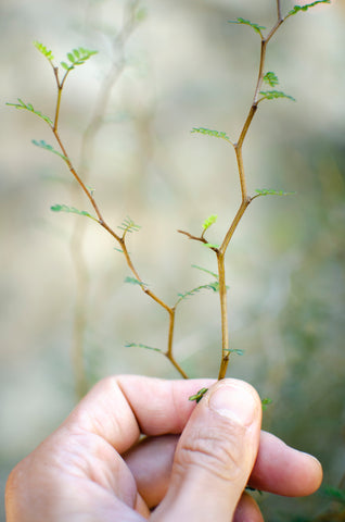 parler aux plantes