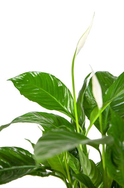 Fleur de lune & Pot horticole