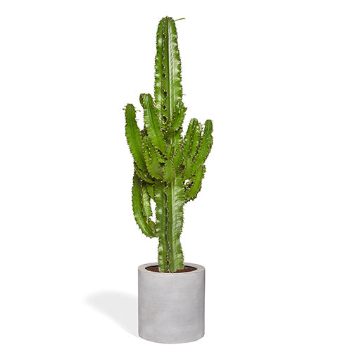 SERGIO - Cactus euphorbe 80/100cm