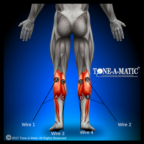 electrode pad placement chart for calves