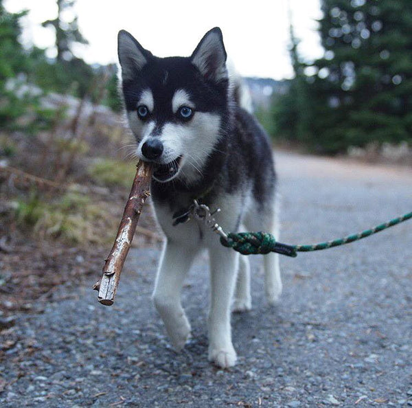 wilder dog leash