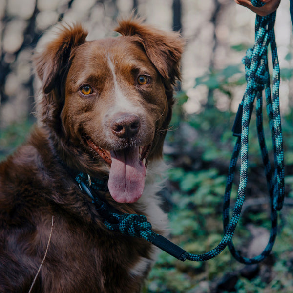 wilder dog leash