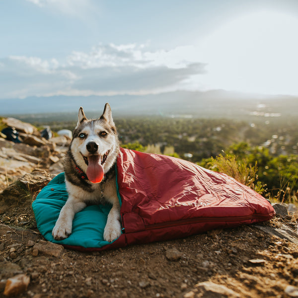 dog sleeping bag