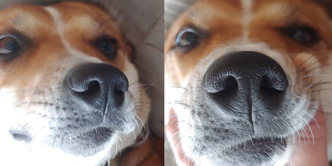 photos of dog nose