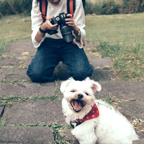 dog with person taking photo