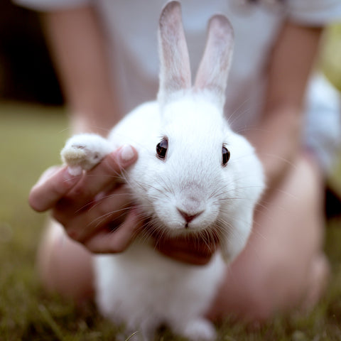 bunny waving with paw