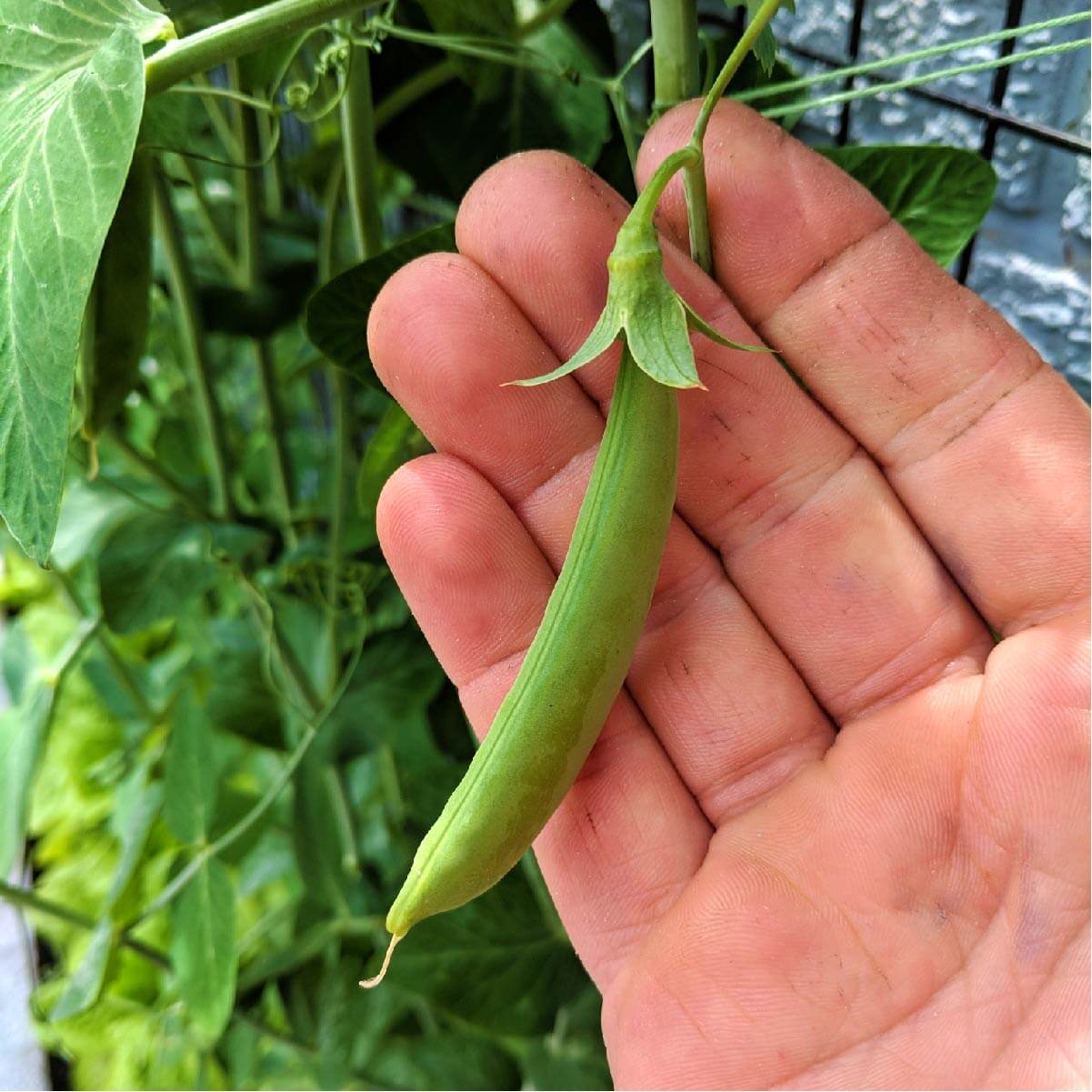 Lifted Earth Garden Box Hardware Vertical Garden Harvest