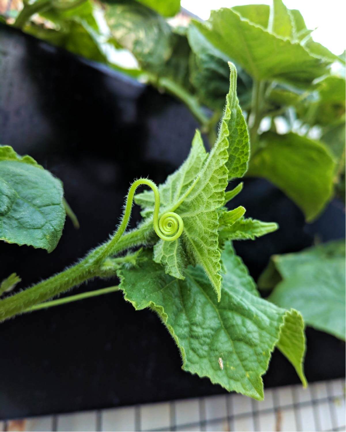 Lifted Earth Garden Box Hardware Vertical Garden Harvest