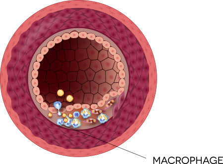 macrophage diagram