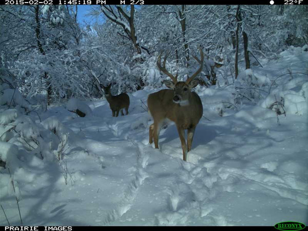 Whitetail deer in snow