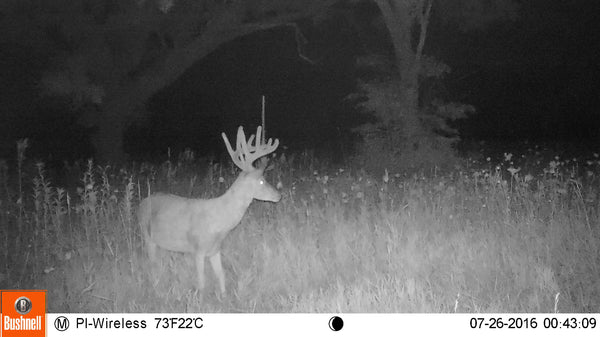 Deer at night on cellular trail camera