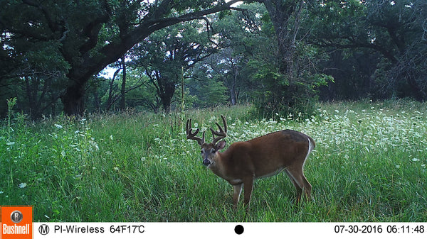 Picture from cellular trailcam