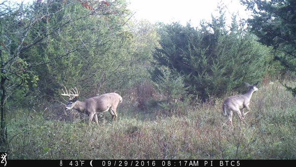 Whitetail walking in front of Browning camera