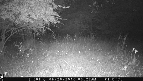 Night IR picture from Browning trailcam