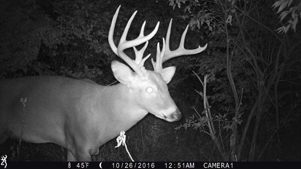 Using trail cameras to find bucks width="1000" height="563"