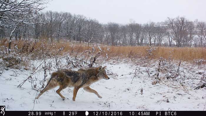 coyote trailcam