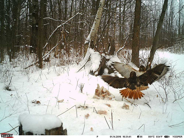 cold weather trail camera picture