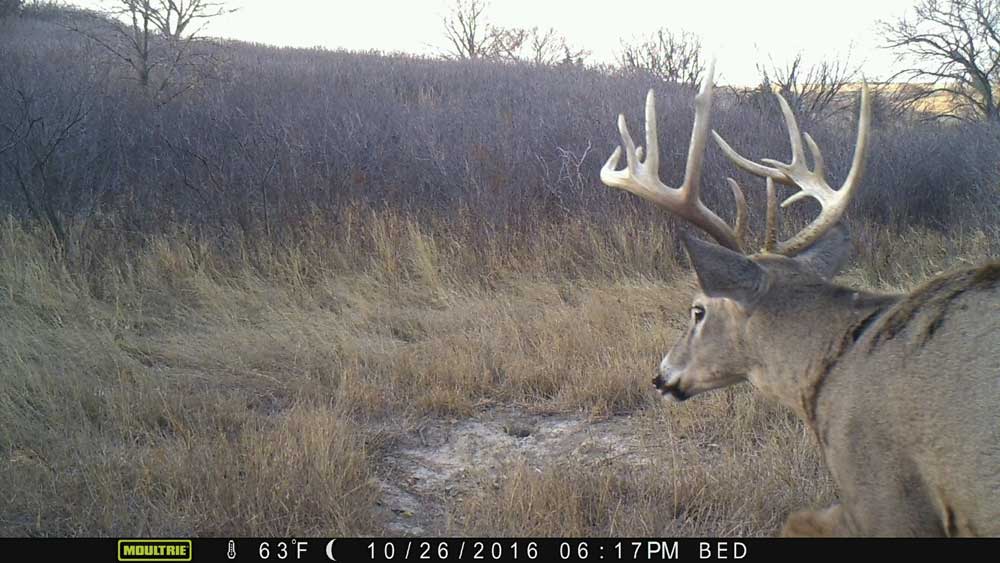 Using trail cameras to scout deer width="1000" height="563"