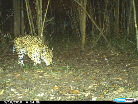 camera traps used for research width="480" height="360"