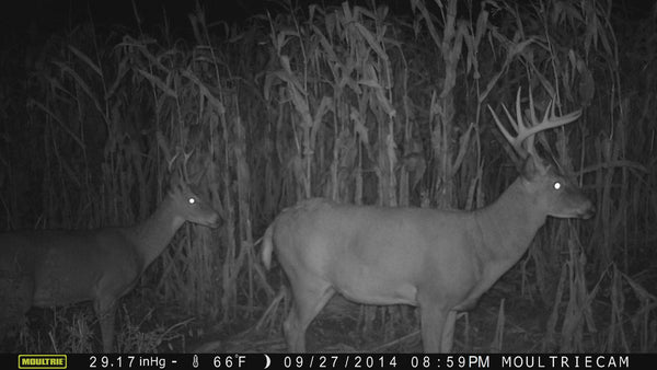 Moultrie game camera picture
