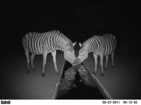camera traps used for research width="480" height="360"