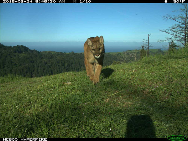 Wildlife Camera takes picture of mountain lion