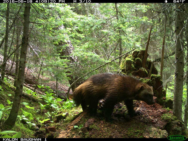 Wolverine on Reconyx trail camera