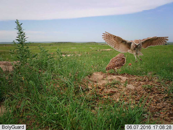 wildlife bird cameras