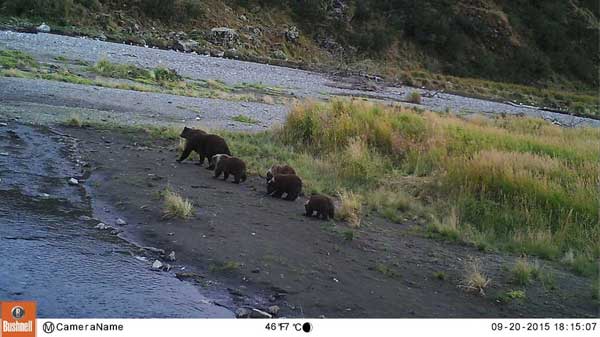 grizzly bears in alaska.