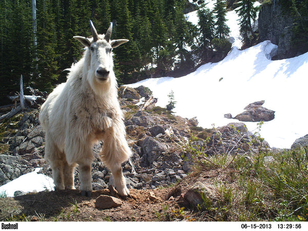 mountain goat on a wildlife camera