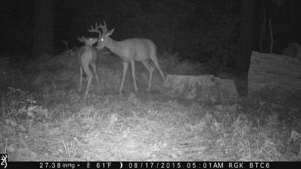 buck and doe from browning camera