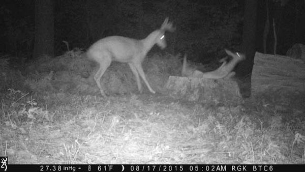 Doe falling after fight