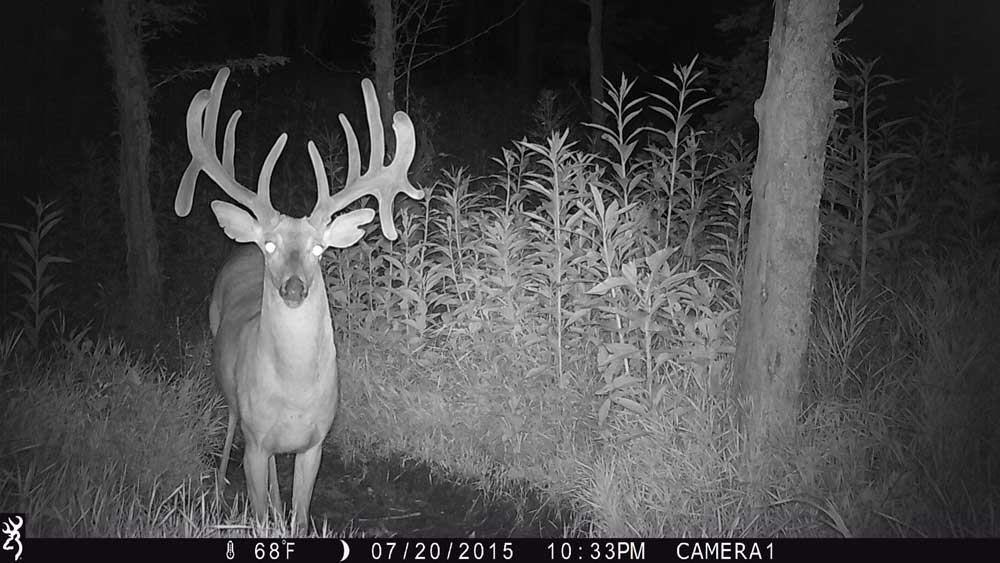 Using trail cameras to find bucks width="1000" height="563"