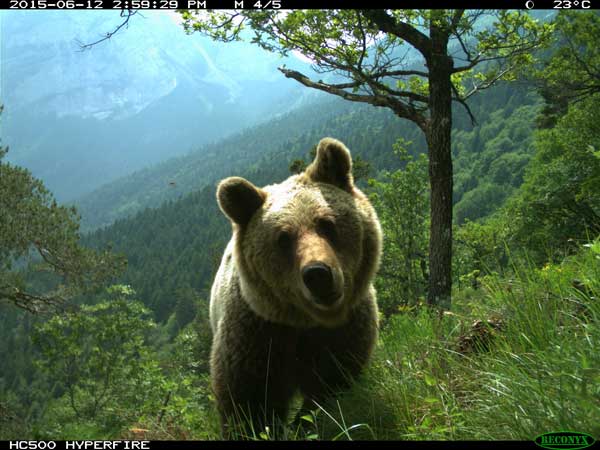 Italian bear in the Dolomites