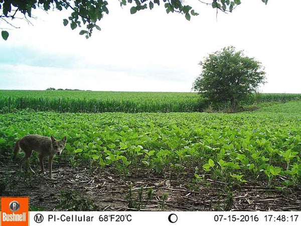 Coyote trailcam photo