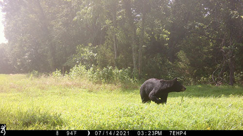 Trail camera photo quality width="480" height="360"